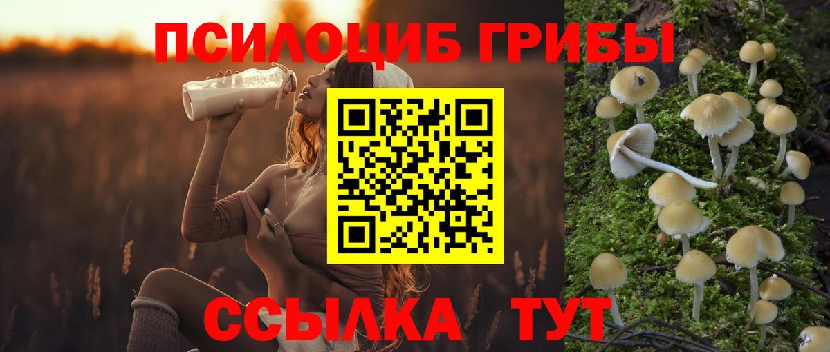 Кувандык  Псилоцибиновые грибы мицелий  Вход с VPN  Галлюциногенные грибы Psilocybine cubensis 